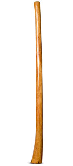 Gloss Finish Flared Didgeridoo (TW934)